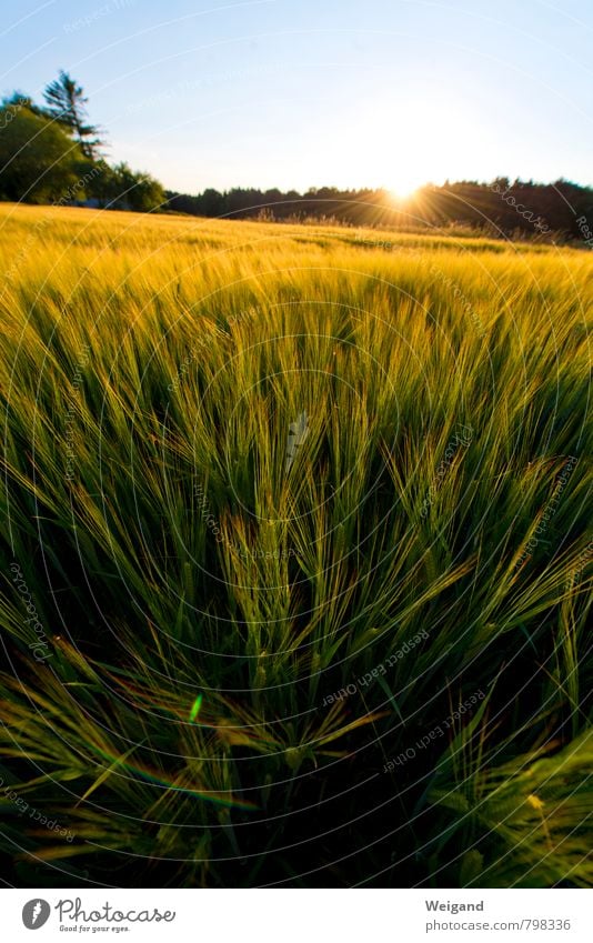 Ein Feld im Kornbett Umwelt Natur Landschaft Pflanze Himmel Sonne Sonnenaufgang Sonnenuntergang Sommer Schönes Wetter Nutzpflanze Wachstum frisch Unendlichkeit