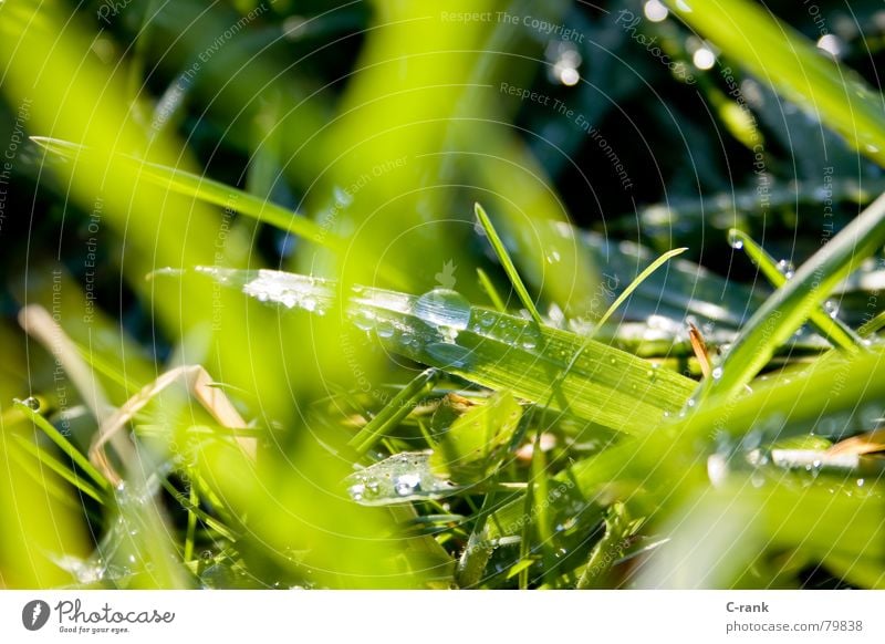 Wintertau Halm Gras grün satt frisch Wiese Tau Außenaufnahme kalt flüchtig kurzlebig Wasser Klarheit Wassertropfen kämpfen