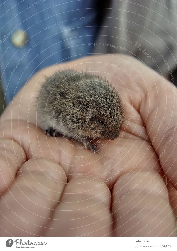 Lemming gefangen ...oder ist es doch ne Maus? Mensch Hand Finger Tier Fell Krallen Pfote klein niedlich süß blau grau Schutz Geborgenheit Angst Säugetier