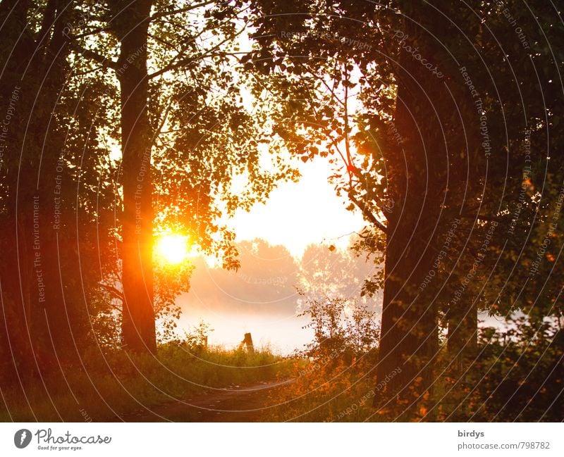 Am Morgen danach Natur Sonne Sonnenaufgang Sonnenuntergang Sonnenlicht Frühling Sommer Herbst Nebel Wald leuchten ästhetisch Freundlichkeit positiv Wärme orange