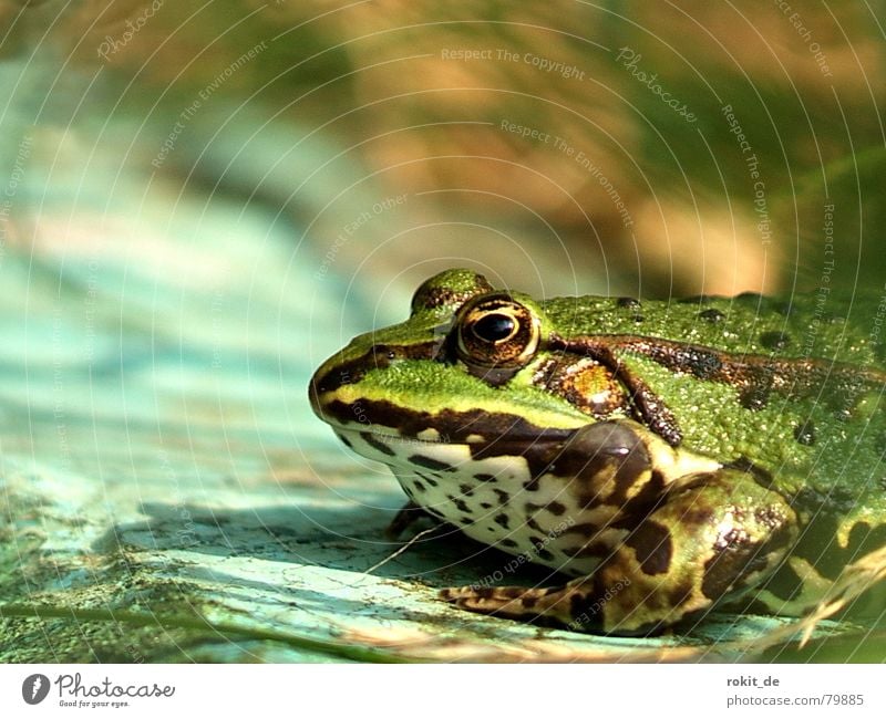 Bin ein schwuler Prinz, los küss mich! hüpfen Teich Am Rand Gras grün Froschkönig Märchen dick Quaken springen Grasfrosch Wasserfrosch Homosexualität Küssen