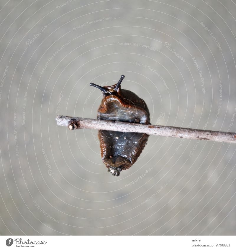 Schneck am Reck Ast Tier Wildtier Schnecke Nacktschnecken 1 hängen Sport klein nackt nass Natur schleimig Glätte Schleim kleben festhalten Blick Unterseite