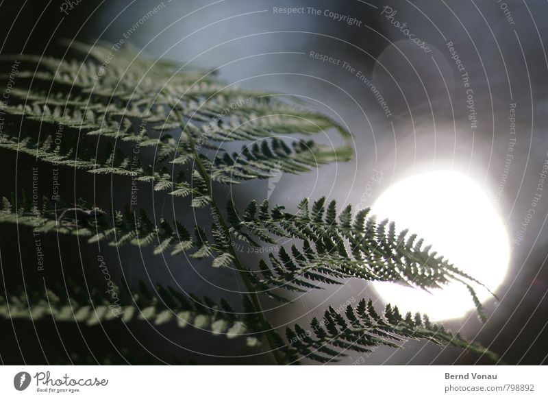 Steffarn sonnt sich Umwelt Natur Pflanze Schönes Wetter Farn Wald schön grün Farnblatt Kreis Bachufer Wasseroberfläche Wasserspiegelung blau weiß blenden grau