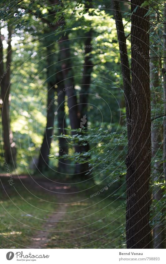 Umfahrung ruhig Sonne Natur Baum Gras Blatt Wege & Pfade natürlich friedlich Kurve Baumstamm Ast Fußweg Farbfoto Außenaufnahme Menschenleer Morgen Licht