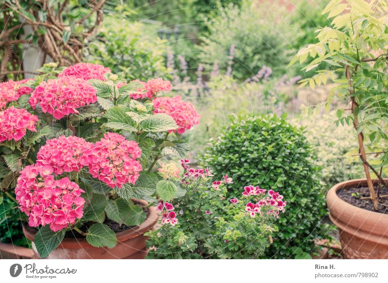 My beautiful garden Sommer Pflanze Blume Sträucher Garten Blühend Zufriedenheit Lebensfreude Erholung Hortensie Buchsbaum Pelargonie Idylle Topfpflanze Farbfoto