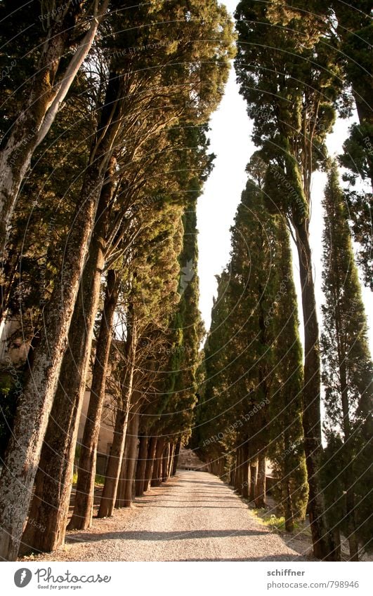 Durch diese hohle Gasse... Landschaft Schönes Wetter Pflanze Baum dunkel Zypresse Pinie Allee Straße Wege & Pfade Baumstamm Sitzreihe Reihe Reihenfolge