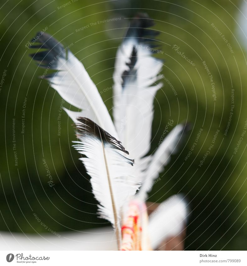 Federleicht Freizeit & Hobby Spielen Kinderspiel Freiheit Karneval Natur fliegen grün schwarz weiß beweglich Abenteuer Kreativität Leichtigkeit träumen Indianer