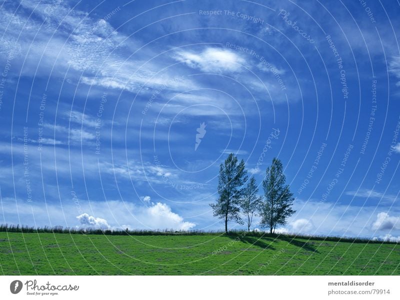 drei Freiheit Wolken Luft Himmelskörper & Weltall Baum Gras Ackerbau atmen Baumstamm Weide Sportrasen Wiese Grünfläche Baumstruktur Grasnarbe Grasland grün