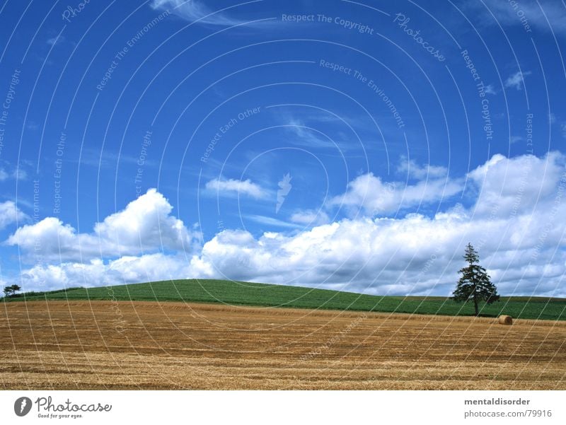 one Freiheit Wolken Luft Himmelskörper & Weltall Baum Gras Ackerbau atmen Baumstamm Weide Sportrasen Wiese Grünfläche Baumstruktur Grasnarbe Grasland grün