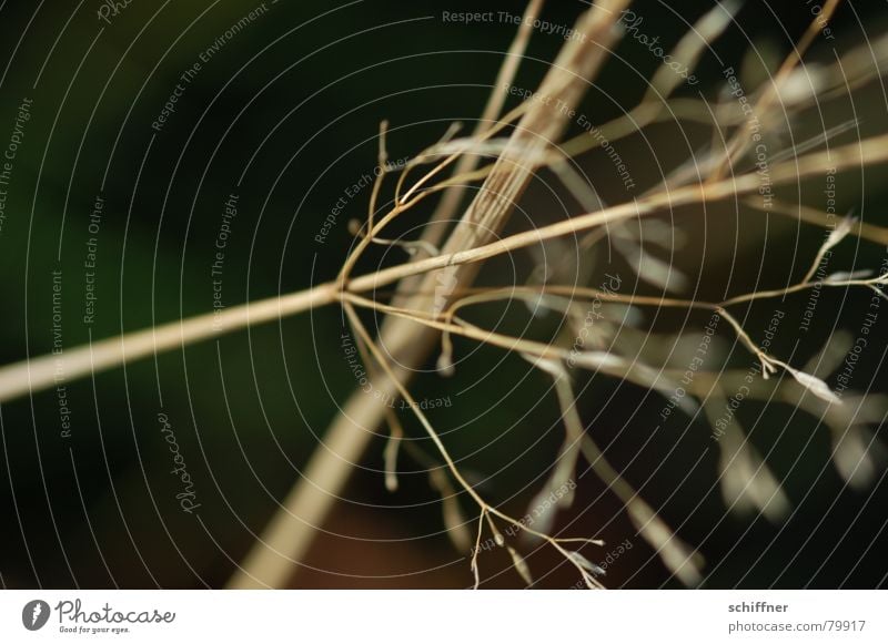 Halm im Wind Tod Gras Unschärfe Winter trocken dünn Wiese Grasland diagonal Neigung Makroaufnahme verrückt