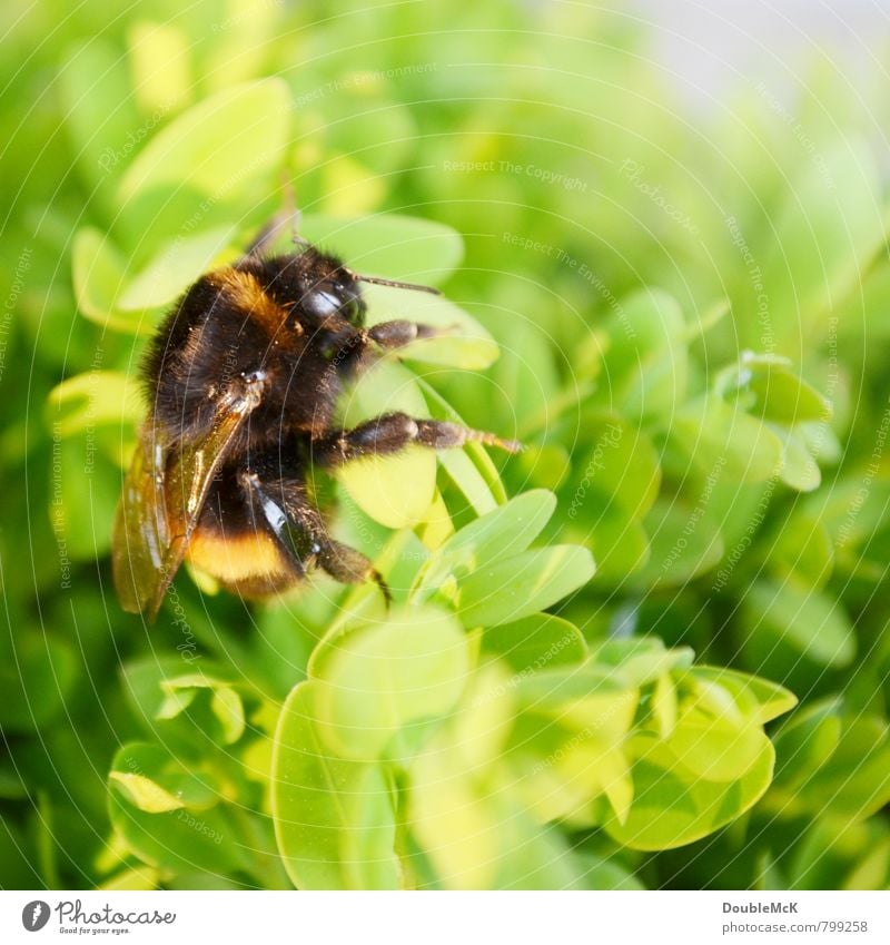 Dicke Hummel sitzt auf Hecke Natur Pflanze Tier Sträucher Grünpflanze 1 krabbeln liegen grün orange schwarz Gelassenheit ruhig Erholung Sonnenbad ausruhend