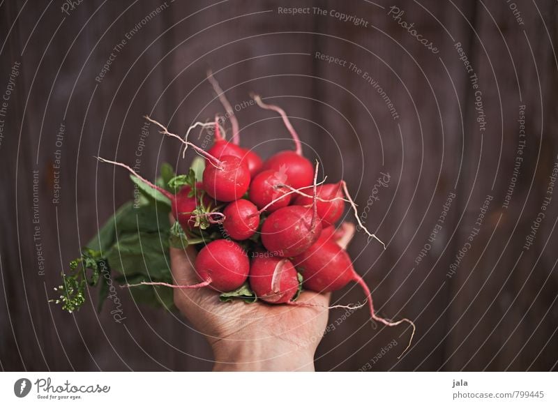 radieschen Lebensmittel Gemüse Radieschen Ernährung Bioprodukte Vegetarische Ernährung Gesunde Ernährung feminin Hand frisch Gesundheit lecker natürlich