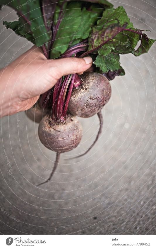 rote bete Lebensmittel Gemüse Rote Beete Ernährung Bioprodukte Vegetarische Ernährung Gesunde Ernährung feminin Hand festhalten einfach frisch Gesundheit gut