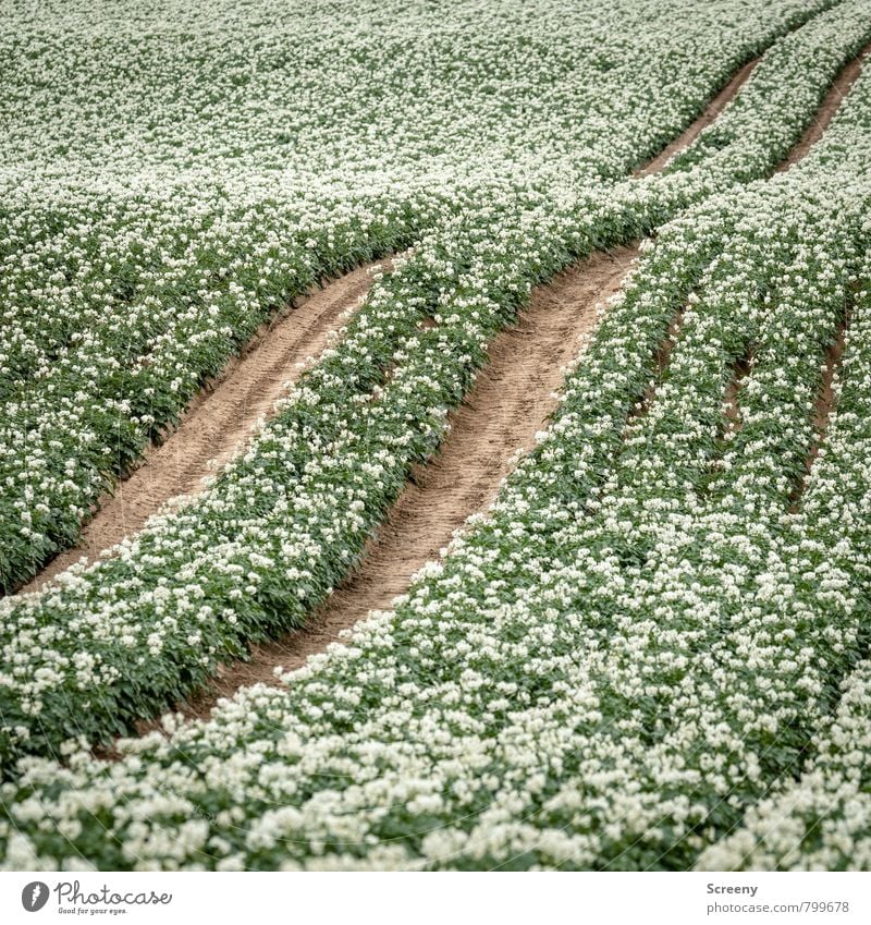 Where the Pommes are from... Pflanze Blüte Nutzpflanze Kartoffelacker Kartoffeln Feld Dorf Blühend Wachstum braun grün weiß Wege & Pfade Landwirtschaft