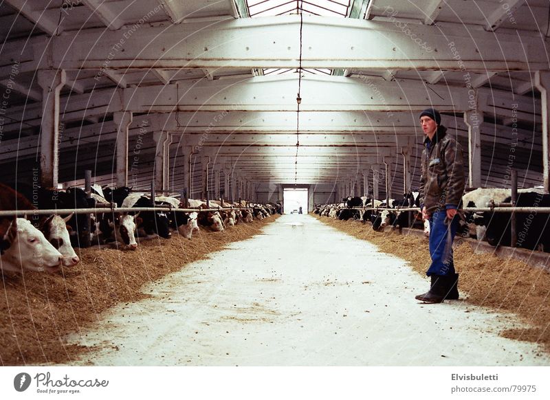 Es war ein Mal in einem ukrainischen Bullenmaststall. Kuhstall Fluchtpunkt Landwirt Landwirtschaft Ukraine Stall Ranch Pflanzer Bauernhof cattle agar stallung