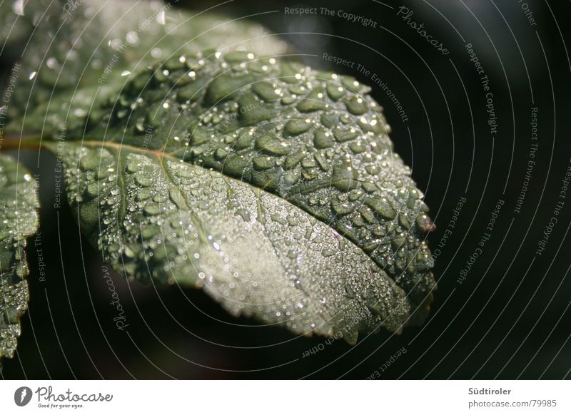 Regentropfen auf Blatt Blattadern Apfelbaum nass feucht Wassertropfen