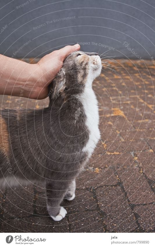 streicheln feminin Hand Tier Haustier Katze 1 Freundlichkeit kuschlig Akzeptanz Vertrauen Geborgenheit Warmherzigkeit Sympathie Tierliebe Streicheln Farbfoto