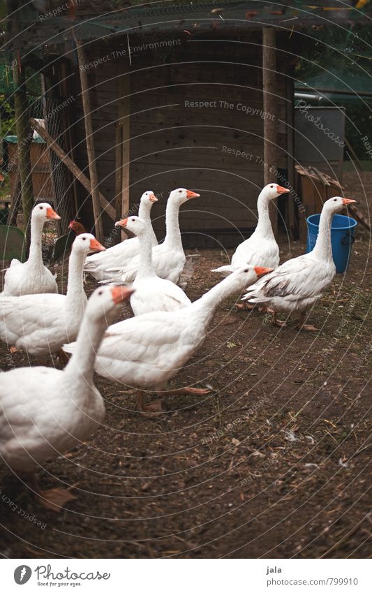 gänse Hütte Stall Tier Nutztier Gans Tiergruppe natürlich Farbfoto Außenaufnahme Menschenleer Tag Tierporträt