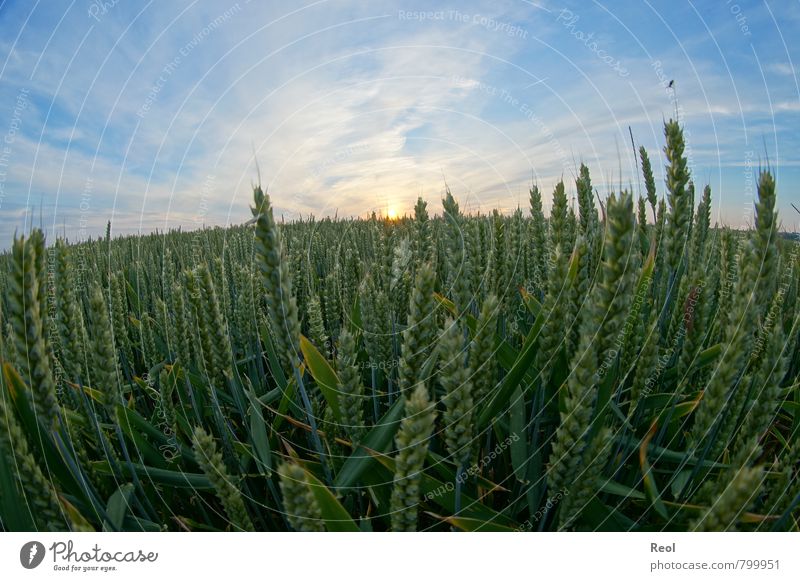 Weizenfeld Lebensmittel Futter Bauernhof Landwirtschaft Ernte Natur Erde Sonne Sonnenaufgang Sonnenuntergang Sonnenlicht Sommer Schönes Wetter Pflanze Gras