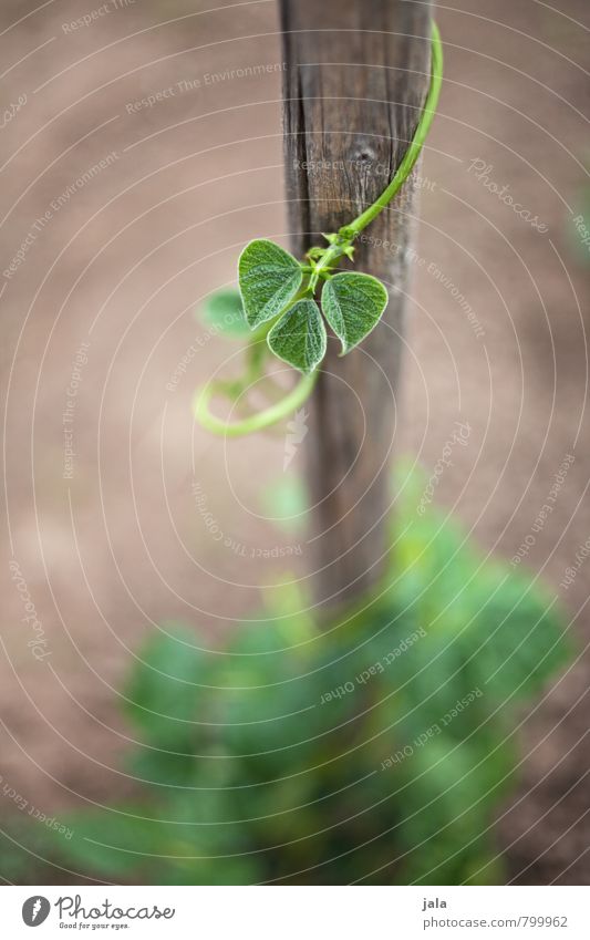 bohnengewächse Umwelt Natur Pflanze Grünpflanze Nutzpflanze Bohnengewächse Garten Feld Gesundheit natürlich Wachstum Farbfoto Außenaufnahme Menschenleer