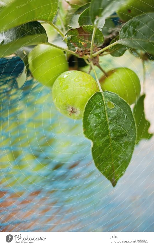 äpfel Gesunde Ernährung Natur Pflanze Sommer Baum Grünpflanze Nutzpflanze Apfelbaum Garten ästhetisch frisch Gesundheit lecker natürlich Farbfoto Außenaufnahme