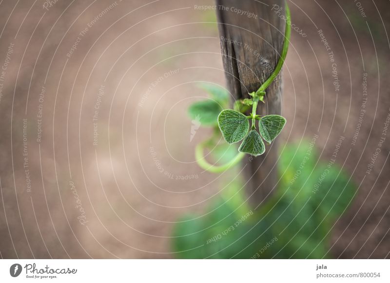 bohnen Natur Pflanze Erde Blatt Grünpflanze Nutzpflanze Bohnen Bohnenkeime Garten ästhetisch natürlich Wachstum Holzstab Farbfoto Außenaufnahme Menschenleer Tag