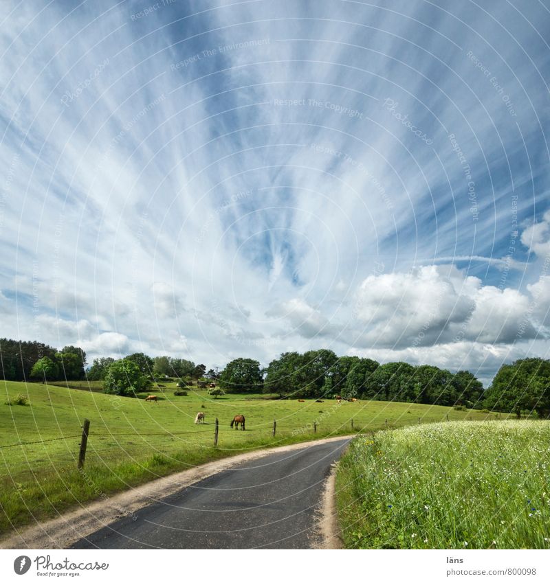 Hinterland Landschaft Himmel Wolken Sommer Schönes Wetter Baum Wildpflanze Wiese Feld Hügel Straße Tier Pferd Tiergruppe Erholung Natur Ferien & Urlaub & Reisen