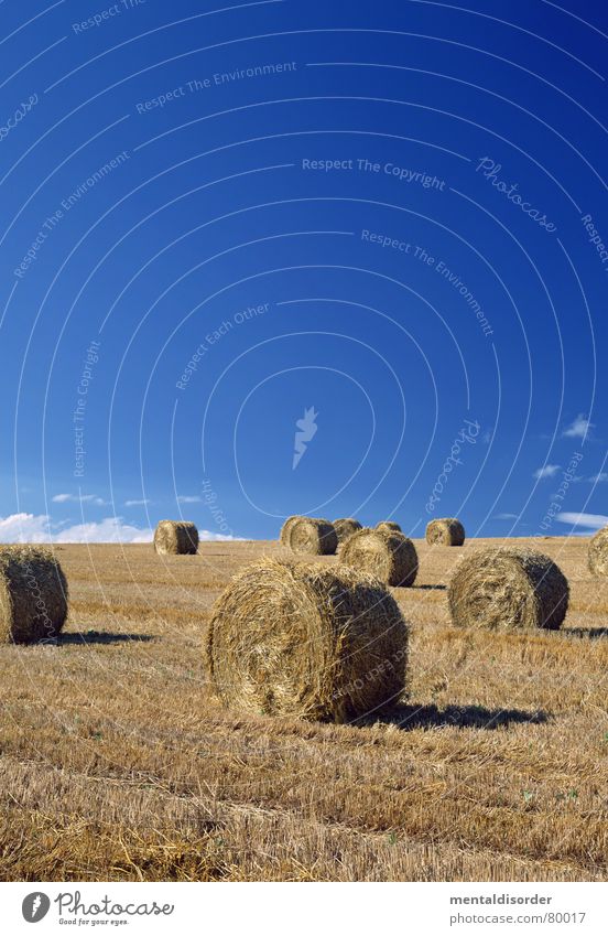 erntezeit Forke Strohfeuer Freiheit Wolken Luft Himmelskörper & Weltall Baum Gras Ackerbau atmen Baumstamm Weide Sportrasen Wiese Grünfläche Baumstruktur