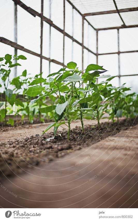 paprika Gartenarbeit Natur Pflanze Grünpflanze Nutzpflanze Paprika ästhetisch Gesundheit natürlich Gewächshaus züchten Farbfoto Innenaufnahme Menschenleer