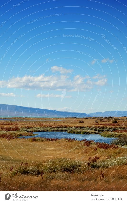 El Calafate. Natur Landschaft Tier Erde Luft Himmel Wolken Sonne Herbst Klima Schönes Wetter Feld Berge u. Gebirge Seeufer außergewöhnlich Duft weich blau gelb