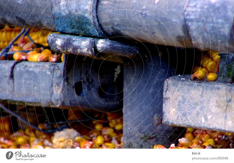 EISERNE RESERVE Getreide blau gelb Mais Maiskolben Speicher Landwirtschaft Agrarprodukt Ernte Eisen Gußeisen Reifezeit reif Metall liegen Futter Kraftfutter