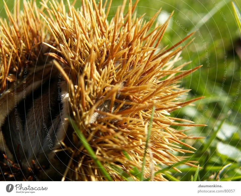 IgelSchneckenFrucht Buche Buchecker Herberge Versteck Schutz Schutzbekleidung Dorn Zufluchtsort Haus Baum Gras Wiese Unterkunft Abdeckung Umwelt Hülse