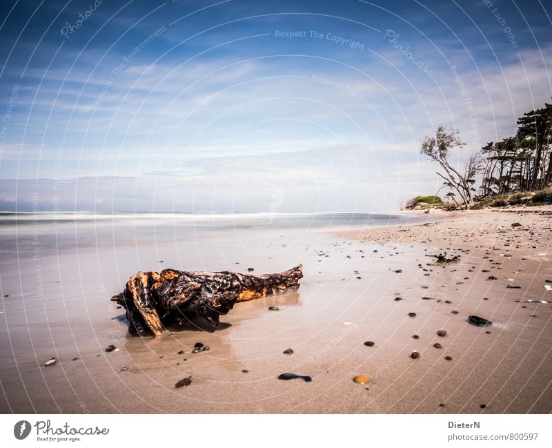 Gestrandet Strand Meer Wellen Sand Wasser Wolken Horizont Baum Küste Ostsee blau gelb weiß Darß Weststrand Strandgut Baumstamm Farbfoto Menschenleer