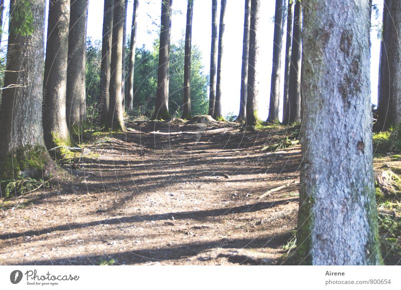 Zwischenräume Landschaft Pflanze Erde Baum Moos Baumstamm Nadelbaum Wald Nadelwald Wege & Pfade Fußweg Holz braun grau diszipliniert standhaft Ordnungsliebe