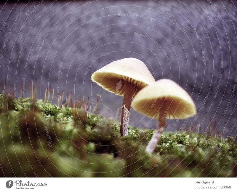 Groundcontrol To Major Tom Nahaufnahme klein Sonnenschirm Pflanze Umwelt Makroaufnahme Mikroorganismen grün Wachstum Herbst gelb Natur Mauer Botanik Wand