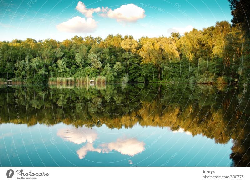 Idyll Himmel Frühling Sommer Schönes Wetter Wald Seeufer Teich ästhetisch positiv schön gelb grün türkis Erholung Idylle Natur ruhig Wolken Schilfrohr Farbfoto