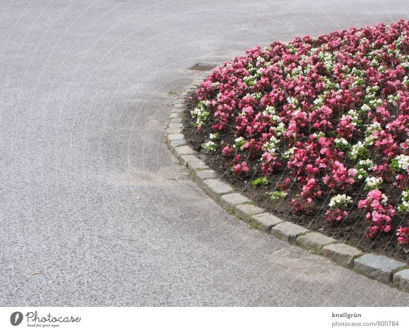 hübsch ordentlich! Natur Pflanze Erde Sommer Blume Blüte Park Gully Pflastersteine Blühend schön rund Stadt grau rosa weiß Gefühle Frühlingsgefühle Farbe