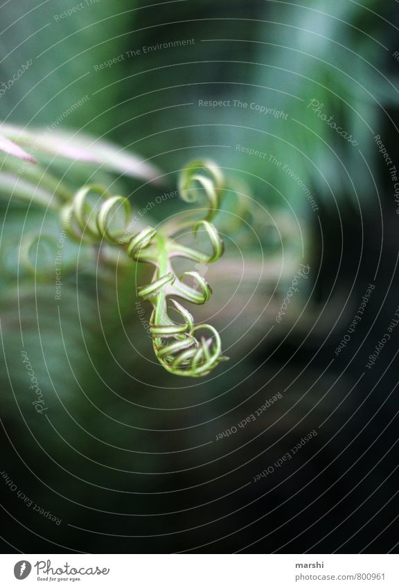 Pflanzenkralle Natur Blume Sträucher Farn grün Schwache Tiefenschärfe Makroaufnahme Blatt Grünpflanze Farbfoto Nahaufnahme Detailaufnahme Tag