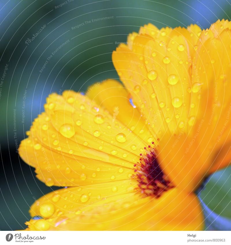 auf Regen folgt Sonnenschein... Umwelt Natur Pflanze Sommer Blume Blüte Ringelblume Blütenblatt Park Blühend Wachstum ästhetisch frisch schön klein nass