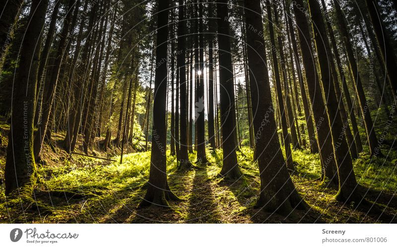 Eifelwald Natur Landschaft Pflanze Sonne Sonnenlicht Frühling Sommer Schönes Wetter Baum Gras Farn Wald Vulkaneifel Wachstum groß braun gelb gold grün Stimmung