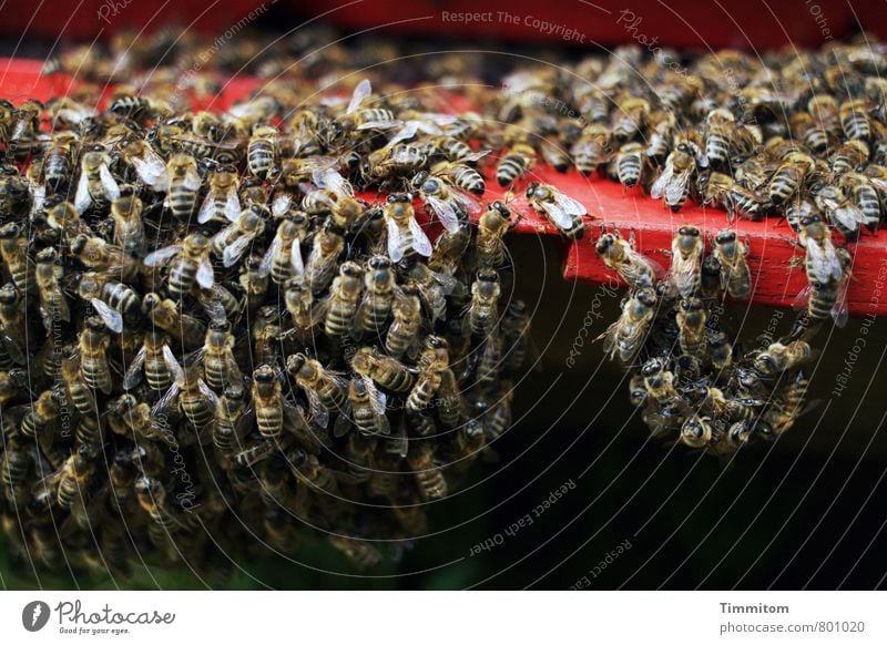 Gruppenfeeling | vermute ich ... Natur Tier Biene Schwarm Bienenstock Holz dunkel einfach natürlich rot schwarz Gefühle Zusammenhalt Tiergruppe hängend