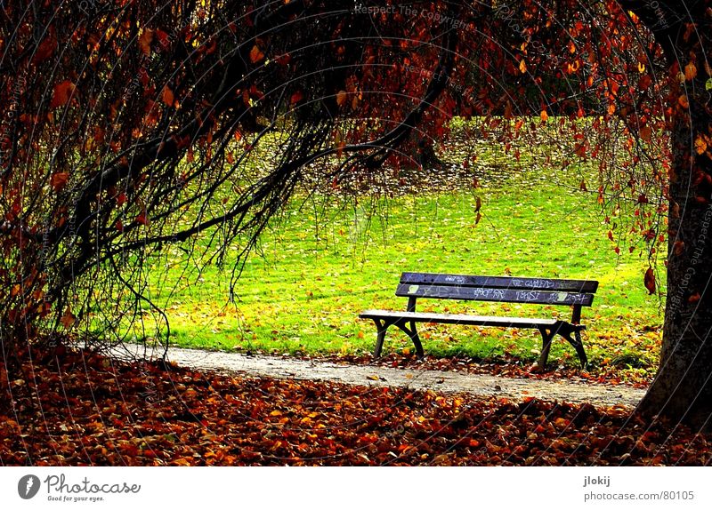 Volksbank Erholung Park Holz Baum Wiese grün Blatt durcheinander genießen Sonnenstrahlen Herbst Jahreszeiten Physik Spaziergang Umwelt Gras ruhen Baumstamm