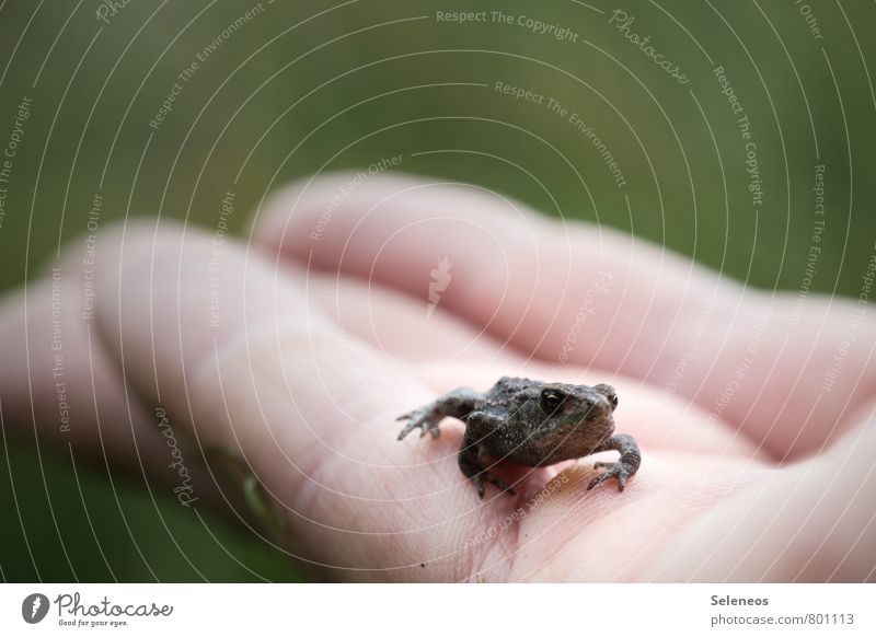 Hallo kleiner Freund Sommer Mensch Hand Finger Umwelt Natur Garten Wiese Tier Wildtier Frosch 1 krabbeln nah Sicherheit Schutz Umweltschutz Farbfoto