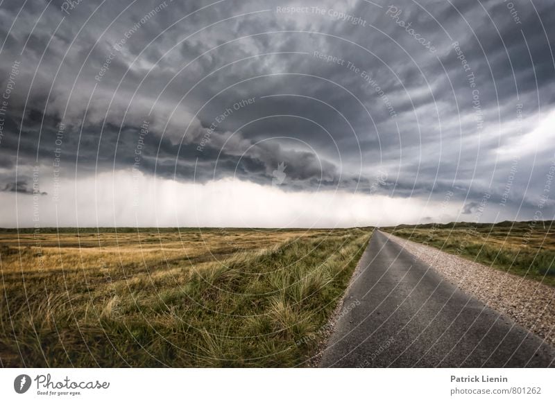 Wettervorhersage Umwelt Natur Landschaft Urelemente Luft Himmel Wolken Gewitterwolken Klimawandel schlechtes Wetter Unwetter Wind Sturm Pflanze Traurigkeit