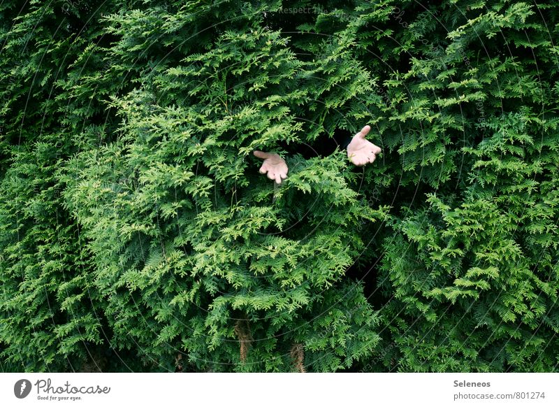 Fleischfresser Mensch Hand Finger 1 Umwelt Natur Pflanze Baum Hecke Garten Park natürlich grün verschlingen verstecken Farbfoto Außenaufnahme Textfreiraum links