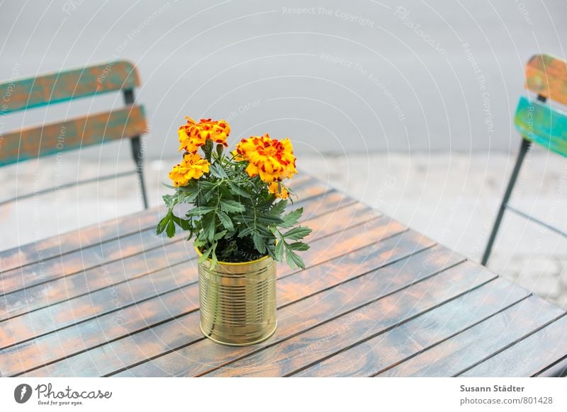 UT DD I sitzgelegenheit genießen sitzen Sitzgelegenheit Tisch Holztisch Blumentopf Stuhl Café sommerlich Treffpunkt Holzstuhl Farbfoto mehrfarbig Außenaufnahme