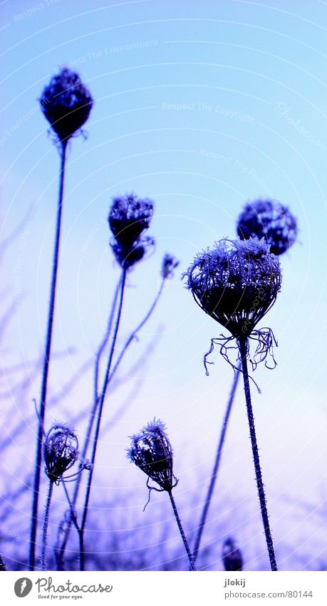 Frozen Violett Winter Raureif violett kalt Wiese Ähren gefroren frieren Jahreszeiten Blume Blüte zart zerbrechlich weich hell-blau Frost frostgefühl kältegefühl