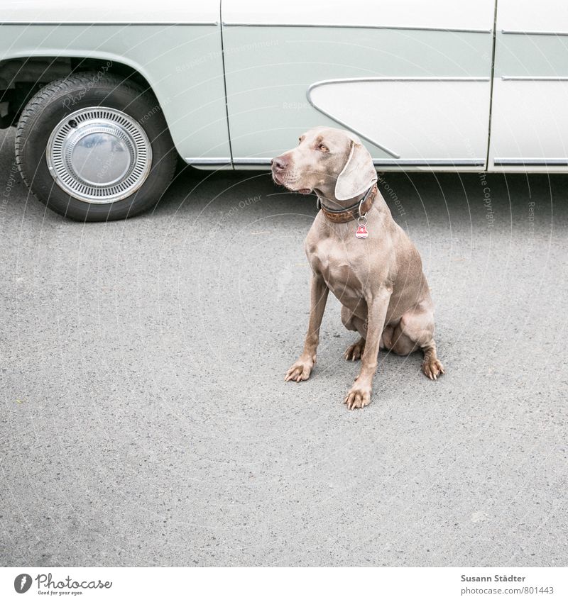 UT DD I Pferde satteln PKW Tier Haustier Hund sitzen Weimaraner Haltestelle Asphalt einsteigen Oldtimer Gedeckte Farben mehrfarbig Außenaufnahme Menschenleer