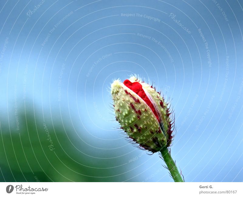 poppy day Klatschmohn geplatzt aufgebrochen Frühling Blüte Grünpflanze Blume Mohn rot zart stachelig offen grün knallig mehrfarbig frisch Fröhlichkeit Blühend