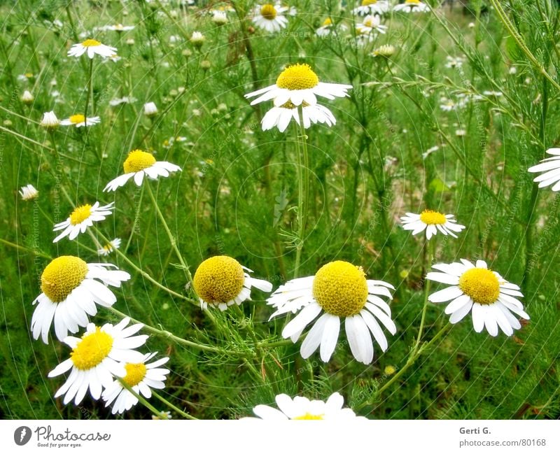 Märchenwiese Orakel Zerreißen Duft Liebesgruß Kamillenblüten Blumenwiese Liebestest Margerite Gänseblümchen gelb Blütenblatt Sommer kamillentee abzupfen